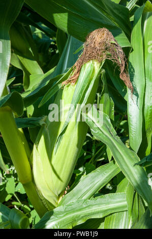 Corn cobs ready for picking Stock Photo