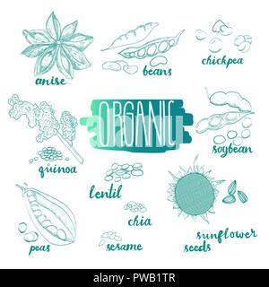 Seeds and beans vector set. Food sketches. Botanical collection.Hand drawn sketches of organic plants. Botanical sketches on white background. Stock Vector