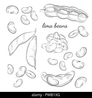 Lima beans hand drawn illustration. Peas and pods sketches isolated on white background. Stock Vector