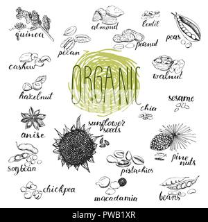 Seeds and nuts set. Hand drawn sketches of organic plants. Botanical sketches isolated on white background. Elements for menu design. Stock Vector