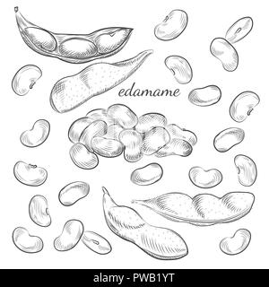 Edamame beans and pods isolated on white background. Edamame hand drawn sketch in vector. Stock Vector