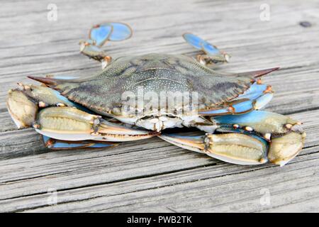 Blue crab (Callinectes sapidus) caught in the Chesapeake bay Stock Photo