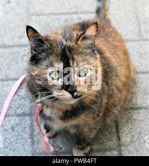 Female Tortoiseshell cat with green eyes and a pink leash sitting on patio stones. Stock Photo