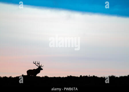 Sheffield, UK, 14th Oct 2018. There are 1-200 red deer on Big Moor, with dozens of large stags competing for heards of females. The stormy weather of the past few days cleared for a spectacular sunset. Credit: Kathryn Cooper/Alamy Live News Stock Photo