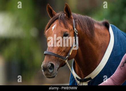 Arcadia, CA, USA. 14th Oct, 2018. October 14 2018 : Accelerate cools out after completing a workout in preparation for the Breeders' Cup, at Santa Anita Park on October 14, 2018 in Arcadia, California. Evers/ESW/CSM/Alamy Live News Stock Photo
