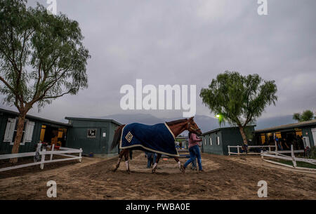 Arcadia, CA, USA. 14th Oct, 2018. October 14 2018 : Accelerate cools out after completing a workout in preparation for the Breeders' Cup, at Santa Anita Park on October 14, 2018 in Arcadia, California. Evers/ESW/CSM/Alamy Live News Stock Photo