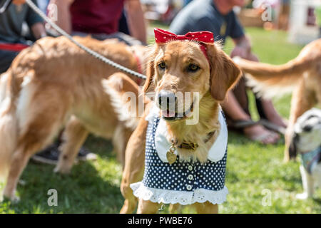 Huntington Beach, USA. 14th Oct, 2018. Huntington Beach, CA. Hundreds of golden retrievers gather at the Huntington Central Park for the 2nd annual Goldie Palooza event, benefiting rescues in the Los Angeles area and Puerto Rico on Sunday, October 14, 2018. Credit: Benjamin Ginsberg/Alamy Live News Stock Photo