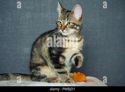 mongrel kitten is sitting on a gray plaid, looking to the side, one paw is raised, a brown mouse toy is lying next to it, a dark blue shade Stock Photo