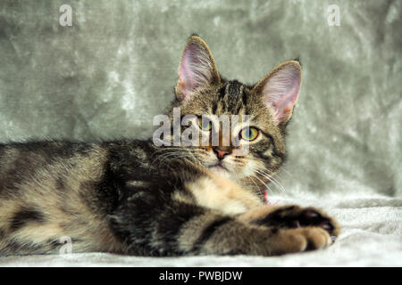 unbreed kitten lying on a gray rug, looking at the camera, in the background a light gray tint, animal half lying down, portrait in looking straight, Stock Photo