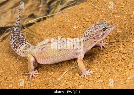 Leopard gecko (Eublepharis macularius), an Asian lizard species Stock Photo