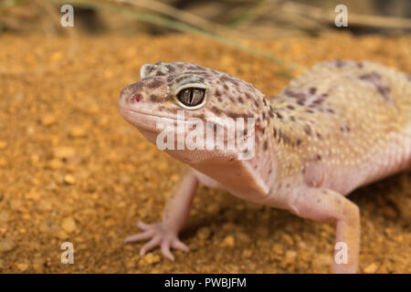 Leopard gecko (Eublepharis macularius), an Asian lizard species Stock Photo