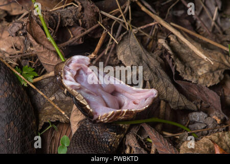 A defensive adult Western Cottonmouth (Agkistrodon piscivorous leucostoma) gaping the mouth on the Snake Road in Union County, Illinois, USA. Stock Photo