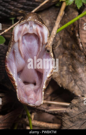 A defensive adult Western Cottonmouth (Agkistrodon piscivorous leucostoma) gaping the mouth on the Snake Road in Union County, Illinois, USA. Stock Photo