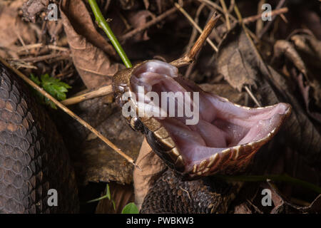 A defensive adult Western Cottonmouth (Agkistrodon piscivorous leucostoma) gaping the mouth on the Snake Road in Union County, Illinois, USA. Stock Photo