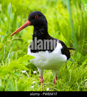 Oyster catcher foraging in deep vegetation Stock Photo