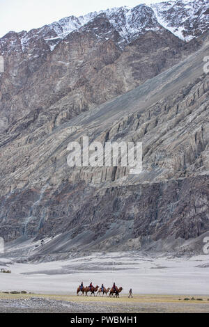 Camels in the Karakoram Mountains, Hundar, Nubra Valley, Ladakh, India Stock Photo