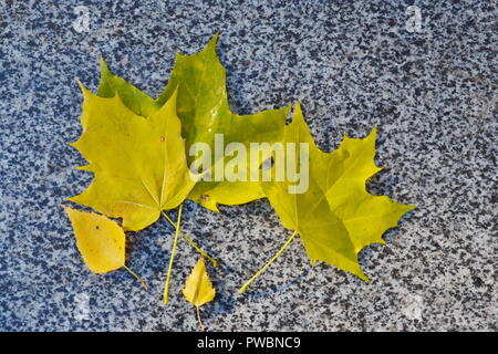 Yellow autumn leaves on the parapet of the pavement Stock Photo