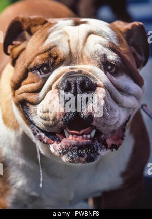 This drooling bulldog is expecting a treat, one of the reasons that most dogs salivate. Saliva production is a normal response to stimulation, such as when a dog is excited. It lubricates the mouth, begins breaking down food for digestion, and helps to prevent tooth decay and gum disease. Drooling is universal among dogs and is not a sign of ill-health, except when the salivary glands produce more saliva than the dog is able to swallow, which is termed ptyalism by veterinarians. Stock Photo