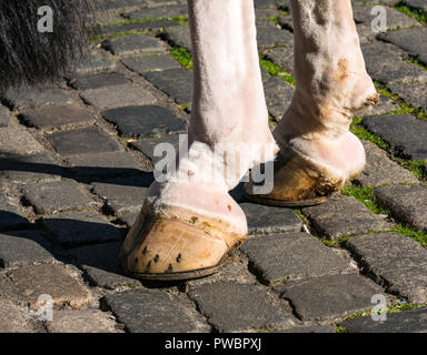 Close up of horse hooves on cobbles, Royal Mile, Edinburgh, Scotland, UK Stock Photo