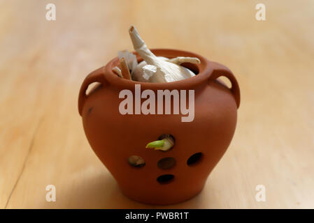 A garlic bulb has started to spout in a pot Stock Photo