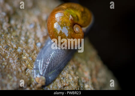 Slimy Snail Crawls on Log in the Smokies Stock Photo