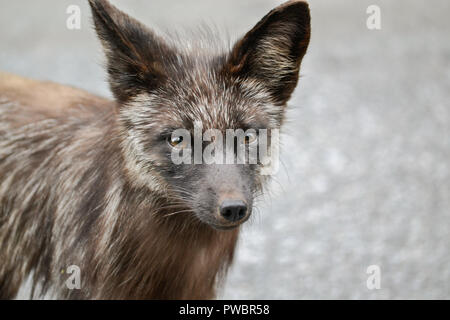 Curious fox Stock Photo