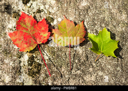 Three autumn leaves - variation of colors from Red to Green. Grey background with rock texture and lichens Stock Photo