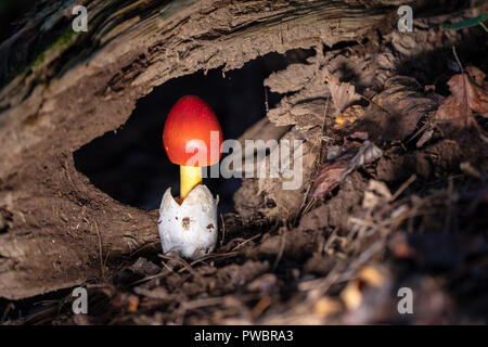 Emerging Amanita jacksonii Mushroom - Pisgah National Forest, Brevard, North Carolina, USA Stock Photo