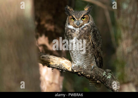 Great Horned Owl (Bubo virginianus) - Brevard, North Carolina, USA