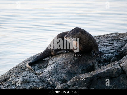 A sea otter eating on a rock in the harbour in Victoria, British Columbia, Canada. Stock Photo