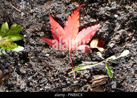 red fallen acer leaf lying on ground next to small rocket plant growing plants in garden Stock Photo