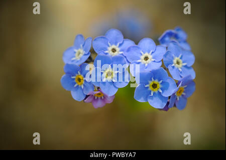 Macro picture of blue flower, Forget-Me-Not Stock Photo