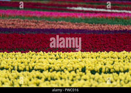 A tulip farm puts on a spring show in northern tasmania. Stock Photo