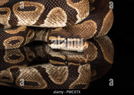 Royal python, also called the ball python (Python regius), an African reptile snake species Stock Photo