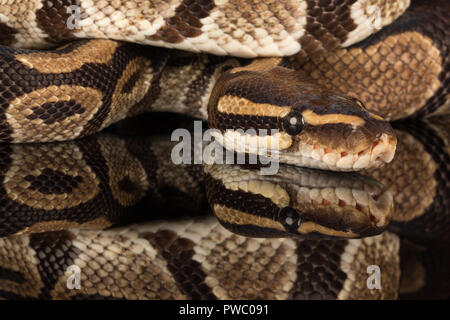 Royal python, also called the ball python (Python regius), an African reptile snake species Stock Photo