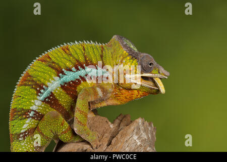 Panther chameleon (Furcifer pardalis), a colourful reptile from Madagascar, eating invertebrate prey (a locust) Stock Photo