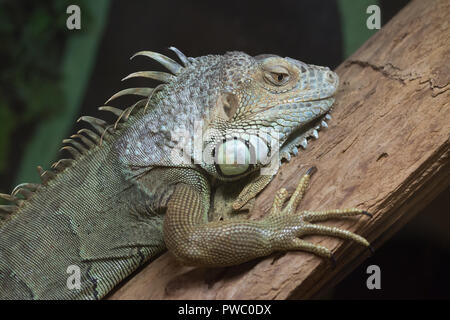 Common green iguana close-up Stock Photo
