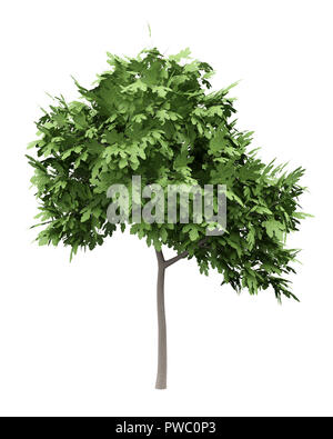 common fig tree isolated on white background. 3d illustration Stock Photo