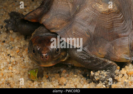 Malayan Flat-Shelled Turtle (Notochelys platynota) Stock Photo