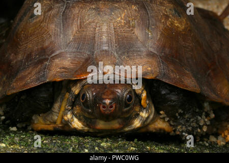 Malayan Flat-Shelled Turtle (Notochelys platynota) Stock Photo