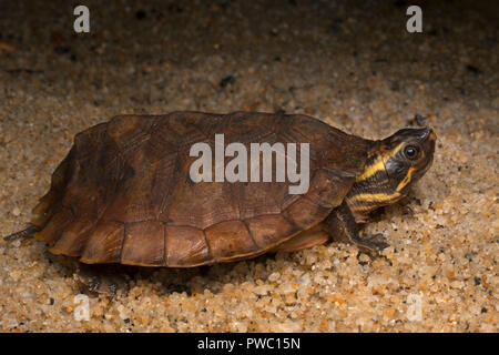 Malayan Flat-Shelled Turtle (Notochelys platynota) Stock Photo