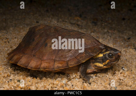 Malayan Flat-Shelled Turtle (Notochelys platynota) Stock Photo