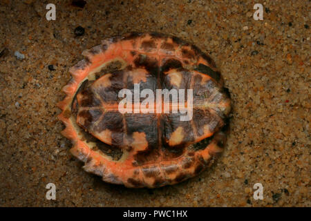 Malayan Flat-Shelled Turtle (Notochelys platynota) Stock Photo