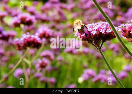Bee collects pollen from Argentinian Vervain (Verbena Bonariensis) Stock Photo