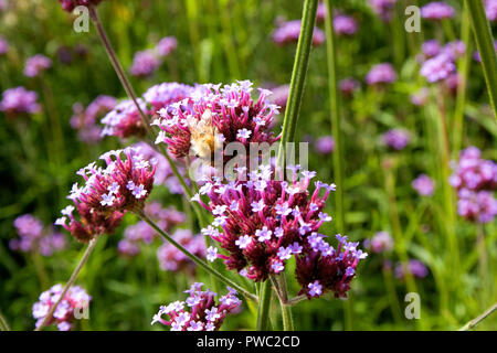 Bee collects pollen from Argentinian Vervain (Verbena Bonariensis) Stock Photo