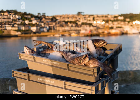 Crates of fish Newlyn harbour UK Stock Photo