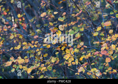 Yellow autumn leaves on branches full frame background Stock Photo