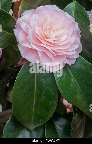 Camellia japonica cv Sacco Vera; evergreen shurb; pink flower veined with  red, duble Stock Photo - Alamy