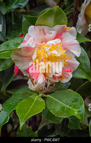 Camellia japonica cv Pomponia Semi-duplex; Theaceae;  evergreen shurb; flowers semi-double brilliant white with often a ray of rose Stock Photo