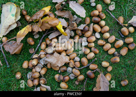 Acorns or Oak nuts, the nuts of Oak trees having fallen from the tree in the Autumn and randomly distributed on the grass below Stock Photo